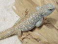 Lizard Lizard