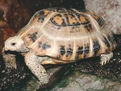 Elongated Tortoise