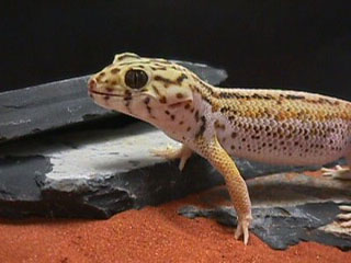 Frog Eyed Gecko Frog Eyed Gecko