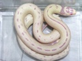 Snake