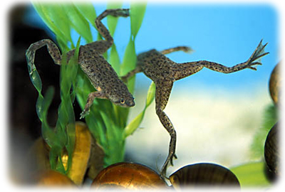 African Dwarf Frog African Dwarf Frog