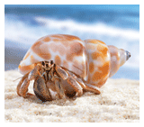Hermit Crab