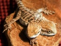 Two Headed Bearded Dragon Two Headed Bearded Dragon