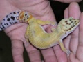 Leopard Gecko Leopard Gecko