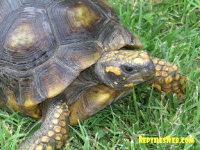 Yellow Footed Tortoise