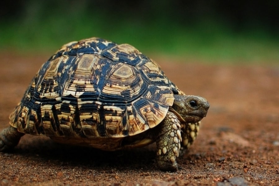 Leopard Tortoise Care And Diet